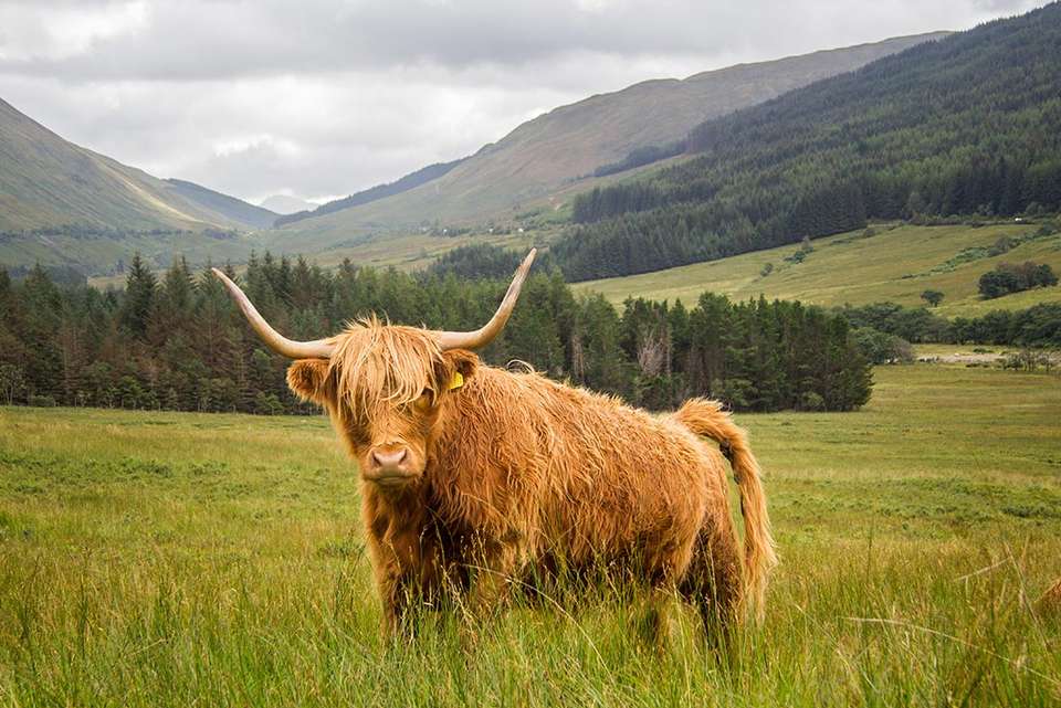 Classic Walks of Scotland - Intrepid Travel - Scotland - Image 4