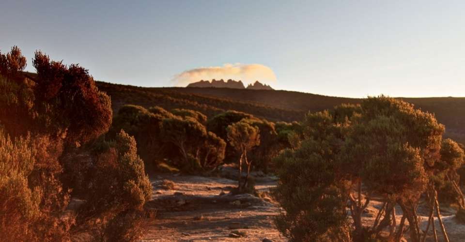 Climb Kilimanjaro: Lemosho Route, 9 Days (7-day climb) - Altezza Travel - Tanzania - Image 3
