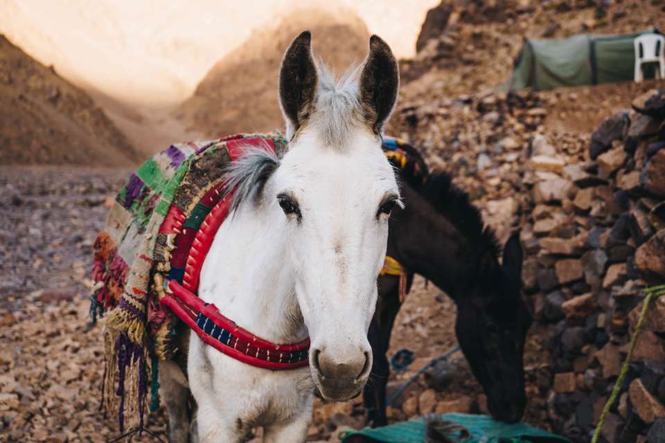 Climb Morocco's Mt Toubkal - Exodus Adventure Travels - Morocco - Image 21
