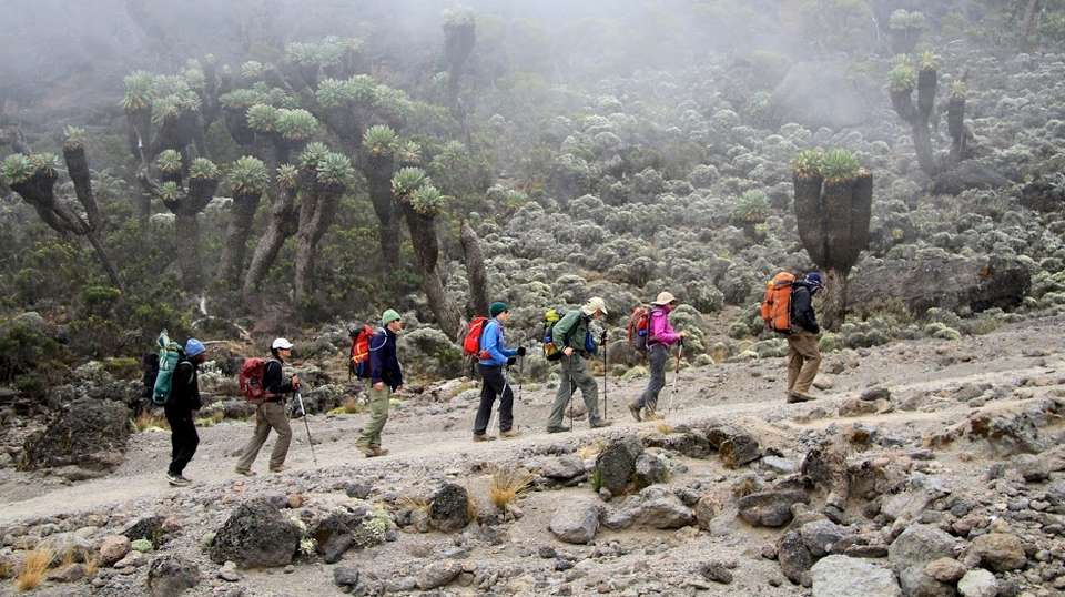 Climbing Mount Kilimanjaro 6-day Marangu Route - Dahlia Africa - Tanzania - Image 4