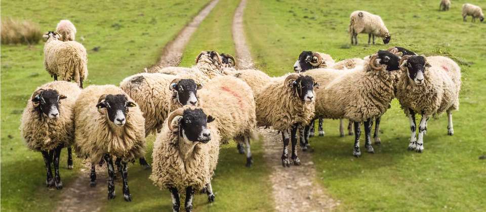 Coast to Coast: Walk Kirkby Stephen to Robin Hood's Bay - Walkers' Britain - England - Image 6