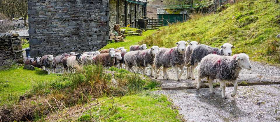Coast to Coast: St Bees to Kirkby Stephen - 8 Days - Walkers' Britain - England - Image 4