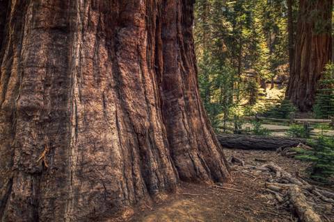 North America Beach Tour: Coastal California & Sequoia National Park