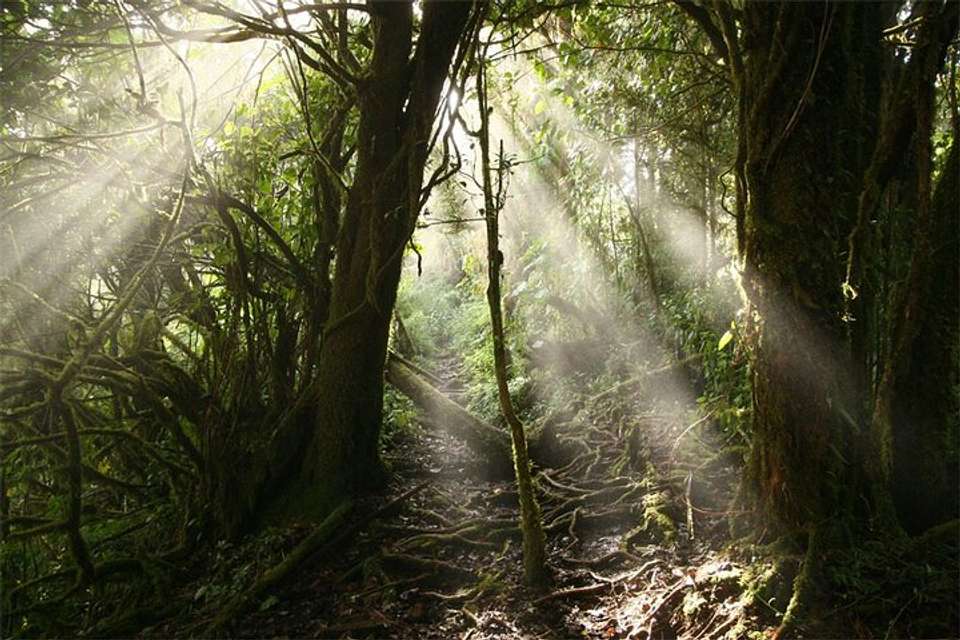 Coffee & Adventure From San Jose - Destination Services - Costa Rica - Image 5