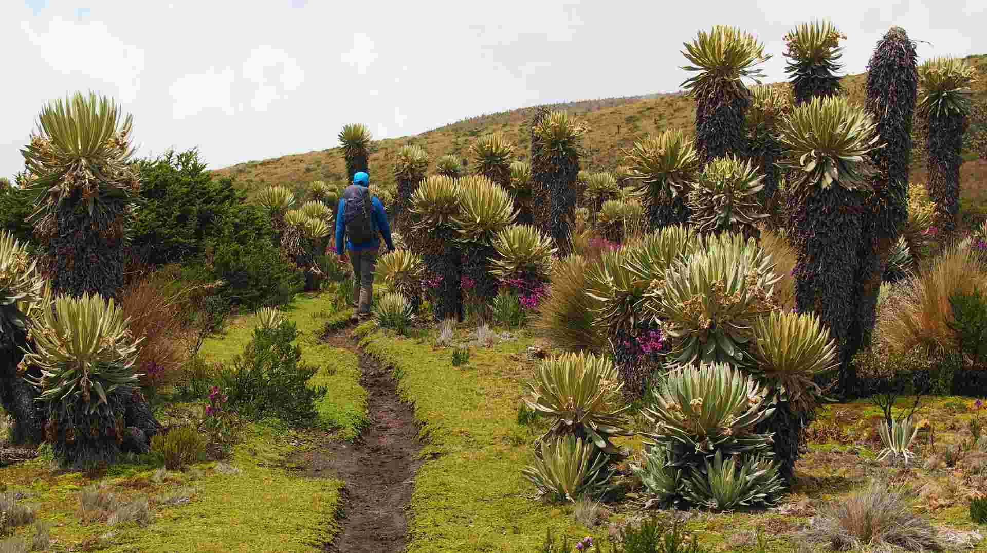 Coffee and Mountains: Eje Cafetero and Los Nevados