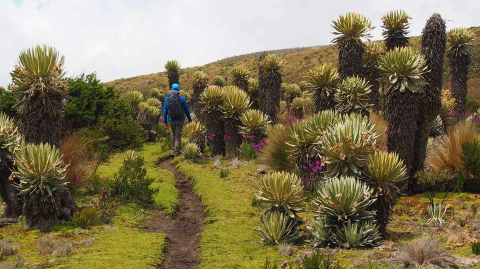 Coffee and Mountains: Eje Cafetero and Los Nevados - Uncharted Earth - Colombia - Image 1