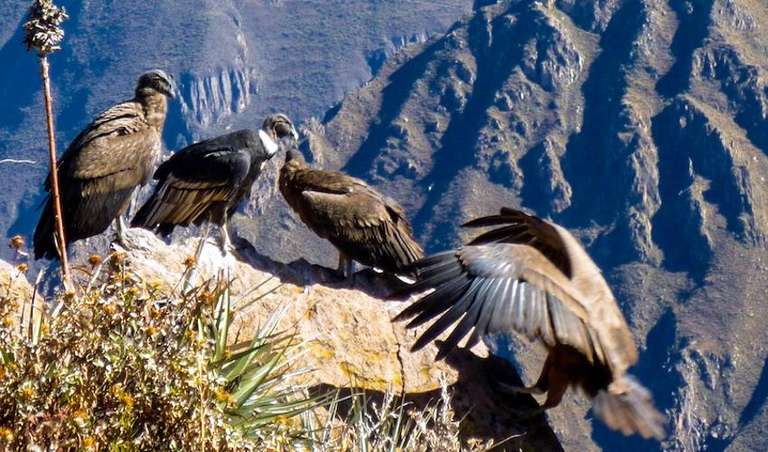 Colca Canyon Sightseeing Tour 2D/1N & Transfer to Puno trip - alternative tour available