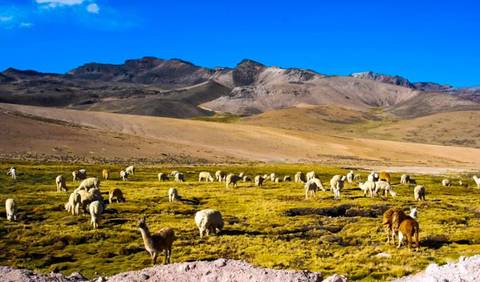 Colca Canyon Sightseeing Tour 2d/1n & Transfer To Puno - Spring Tours