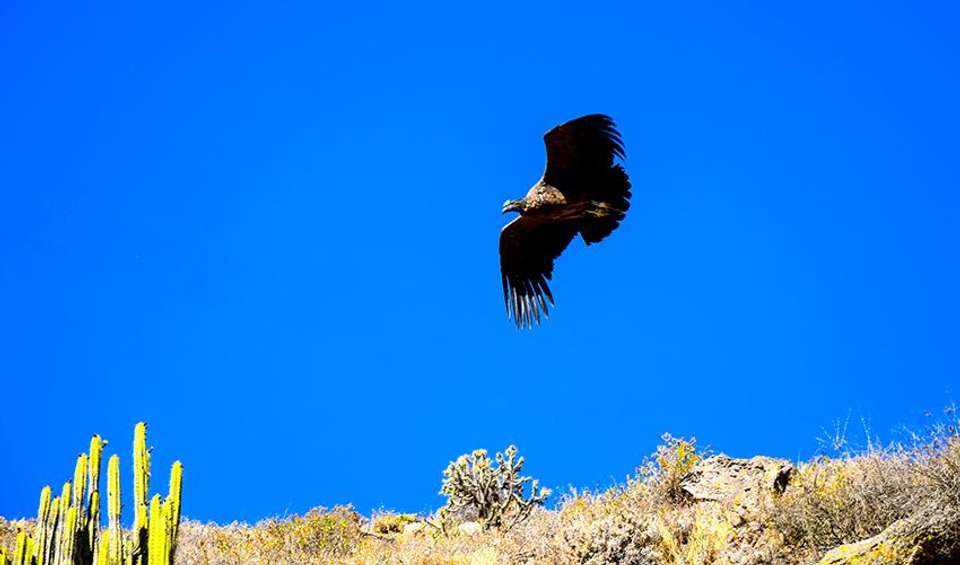 Colca Canyon Trekking 2D/1N - Bamba - Peru - Image 4
