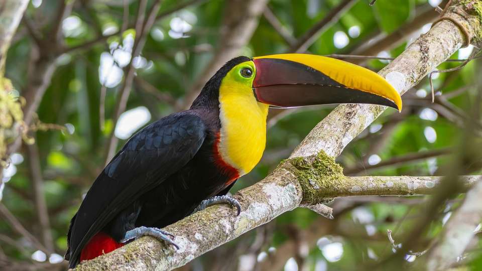 Colorful Costa Rica - Indus Travels - Costa Rica - Image 10