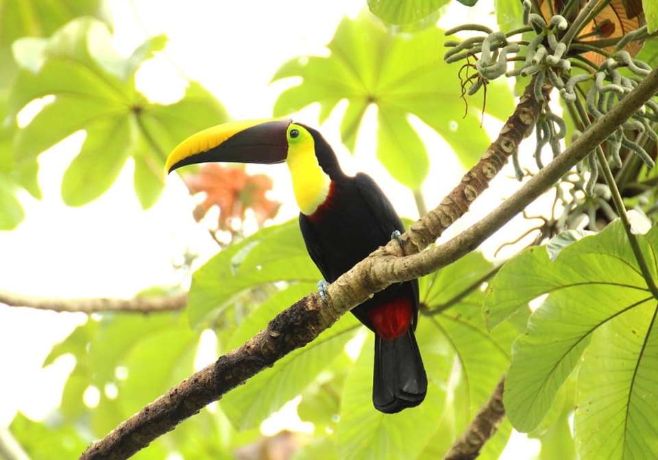 Colorful Costa Rica - Indus Travels - Costa Rica - Image 7