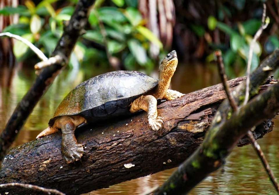 Colorful Costa Rica - Indus Travels - Costa Rica - Image 8