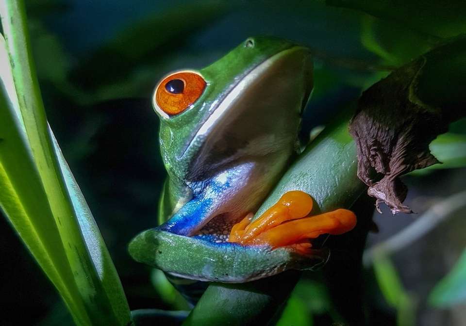 Colorful Costa Rica - Indus Travels - Costa Rica - Image 9