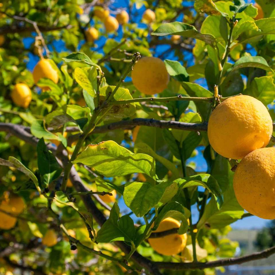 Colours of Sicily - Trafalgar - Italy - Image 7