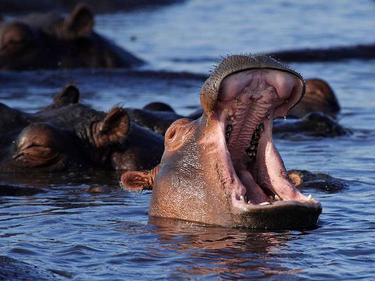 Botswana Explorer Tour: Complete Botswana: National Parks & Delta Wildlife