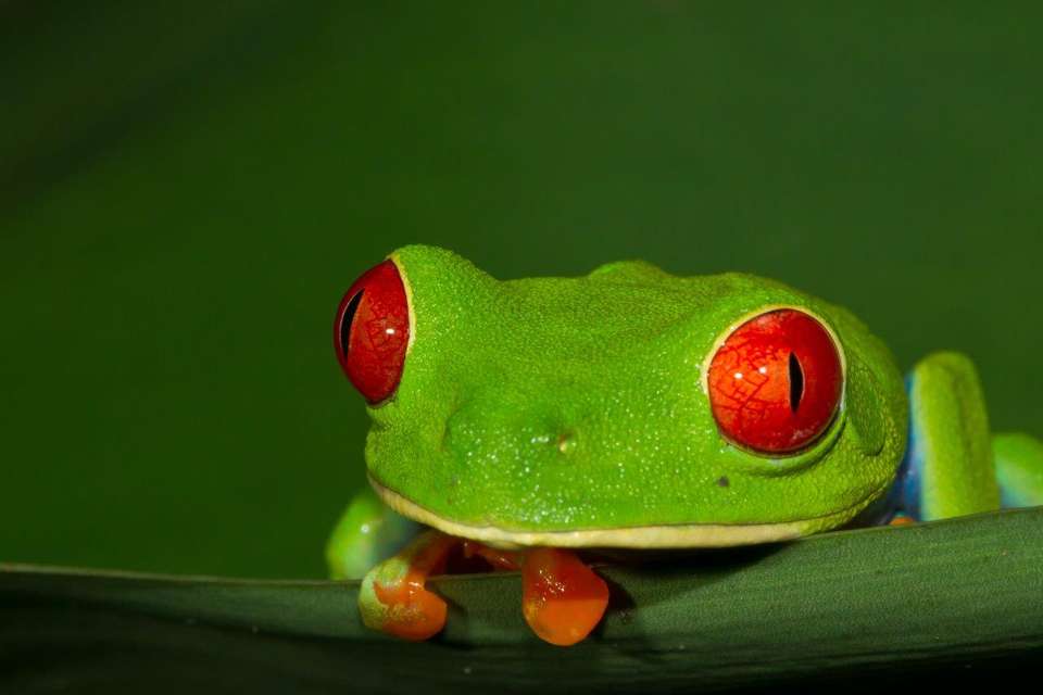Complete Costa Rica 15 Days - Destination Services - Costa Rica - Image 2