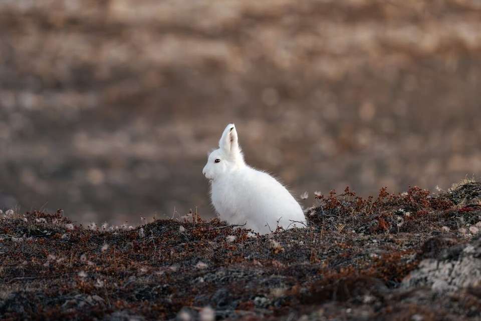 Complete East Greenland (Ocean Albatros) - Intrepid Travel - Iceland - Image 3