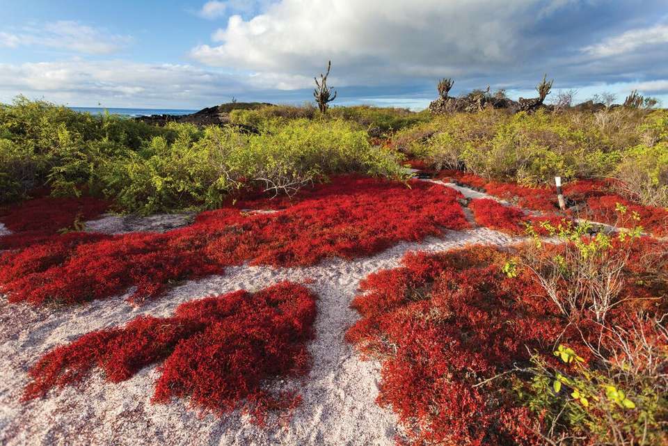 Complete Galapagos (Grand Daphne) - Intrepid Travel - Ecuador - Image 9
