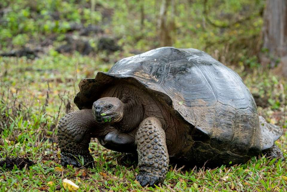 Complete Galapagos (Grand Daphne) - Intrepid Travel - Ecuador - Image 10