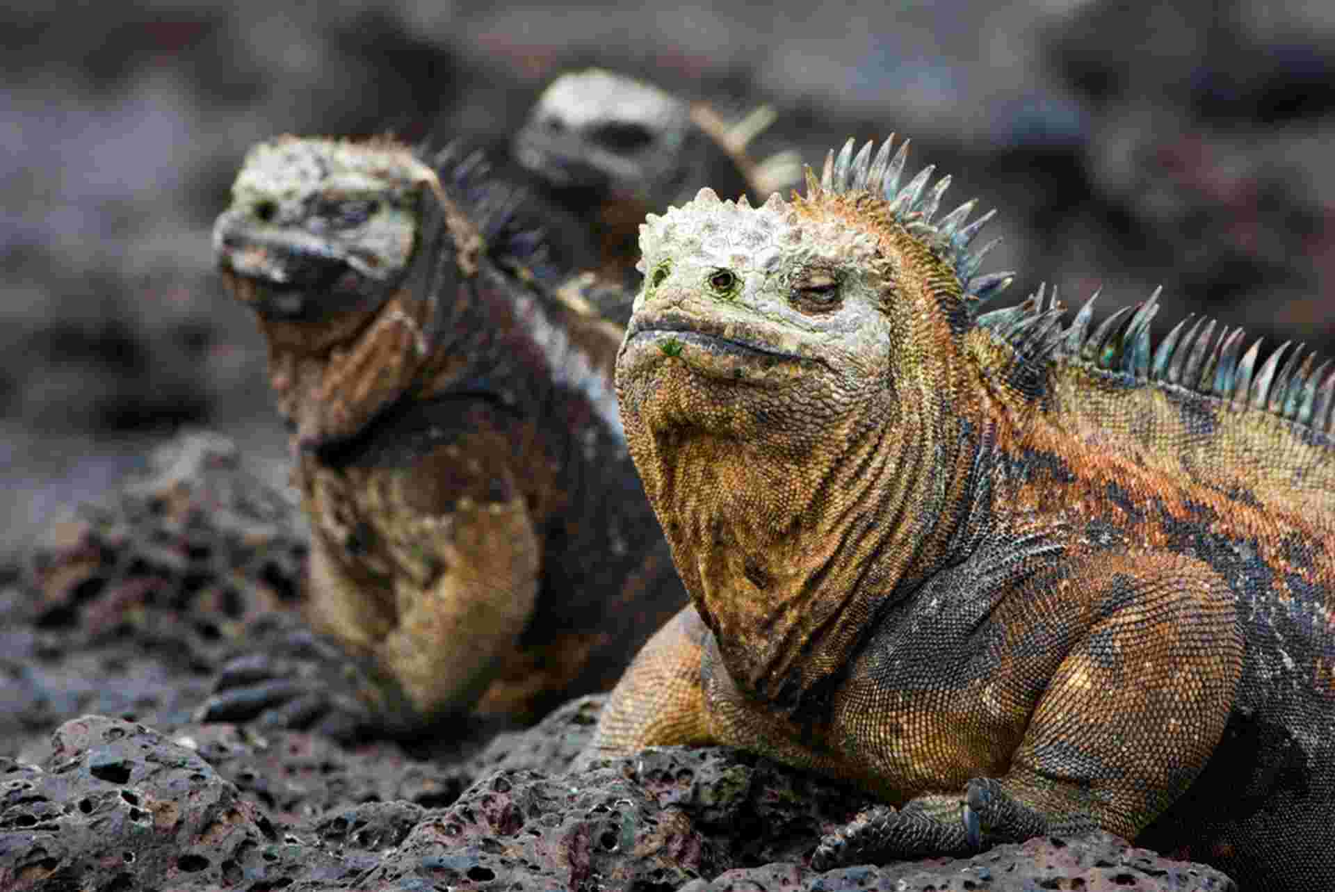 Complete Galapagos (Grand Daphne)