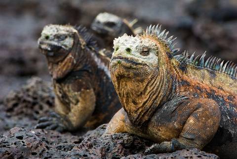 South America Eco Tours: Complete Galapagos (grand Daphne)