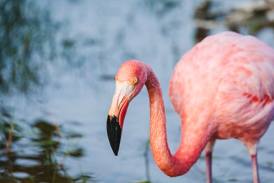 Complete Galapagos (Grand Daphne) - Intrepid Travel - Ecuador - Image 2