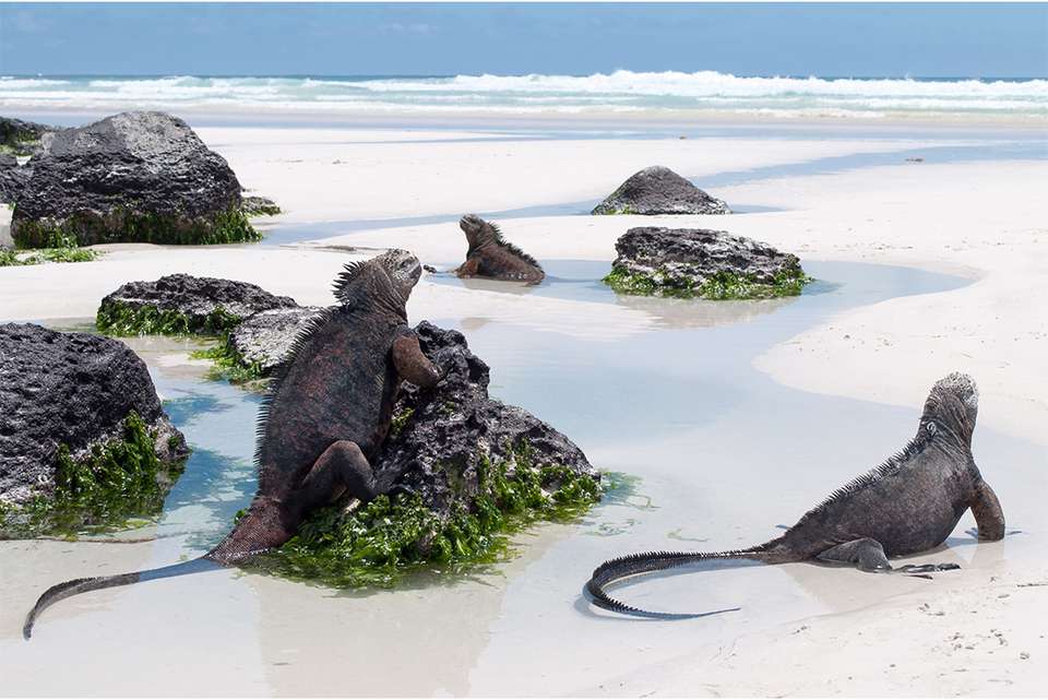 Complete Galapagos (Grand Daphne) - Intrepid Travel - Ecuador - Image 3