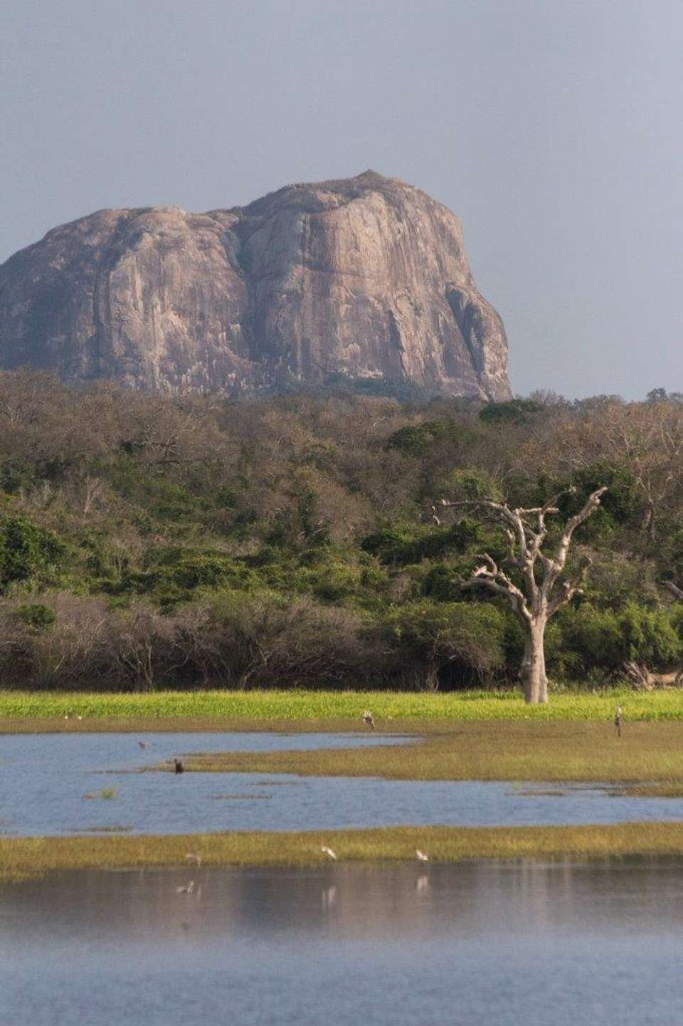 Sri Lanka Connected To The Wild, 11 Days Of National Park Safaris, Private Tour - Destination Services - Sri Lanka - Image 2