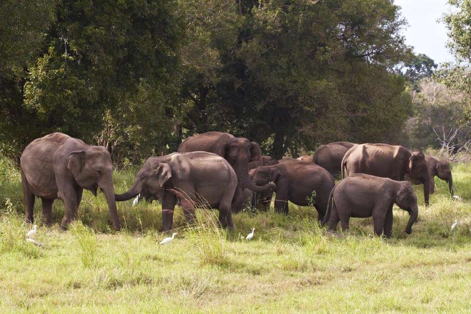 Sri Lanka Connected To The Wild, 11 Days Of National Park Safaris, Private Tour - Destination Services - Sri Lanka - Image 3