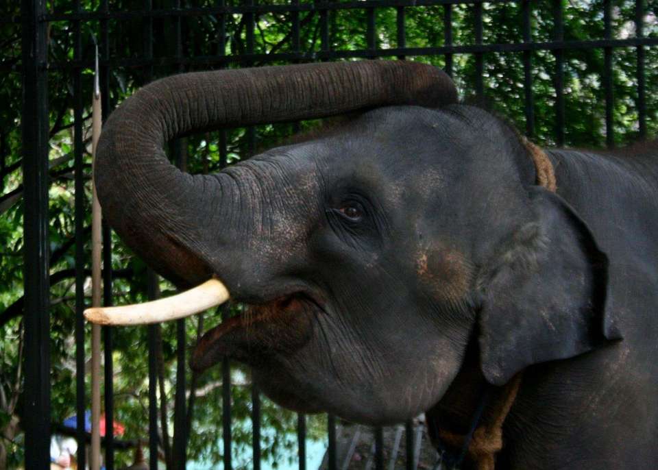 Sri Lanka Connected To The Wild, 11 Days Of National Park Safaris, Private Tour - Destination Services - Sri Lanka - Image 5