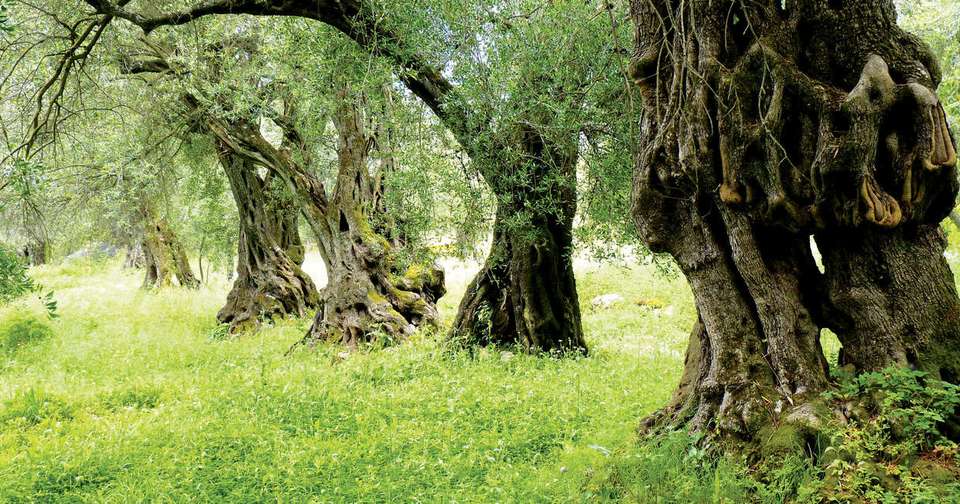 Corfu Trail Walking - North and South - Explore - Greece