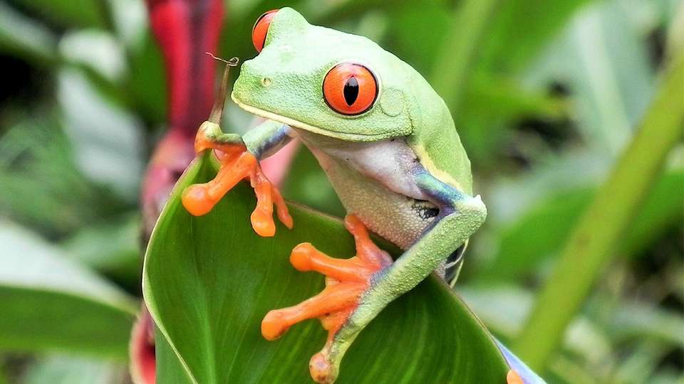 Costa Rica: A World of Nature featuring Tortuguero National Park, Arenal Volcano & Manuel Antonio National Park - undefined - Image 2