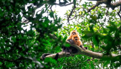 Walking Tour: Costa Rica Adventure