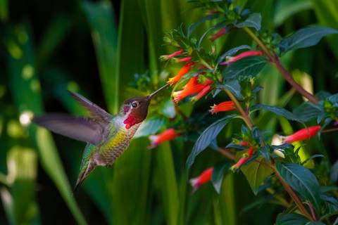 Costa Rica Adventure