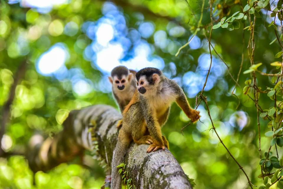 Costa Rica Adventure Family Holiday - Exodus Adventure Travels - Costa Rica - Image 17
