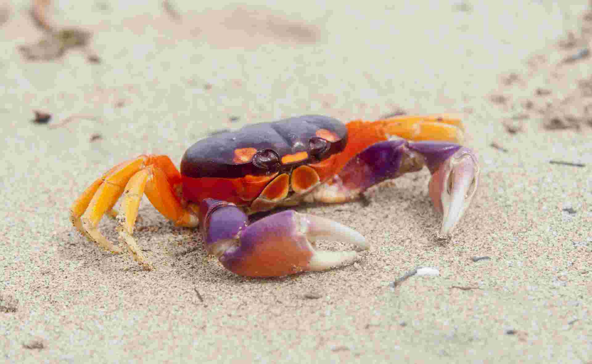 Costa Rica & Manuel Antonio 8 Days, Self-drive