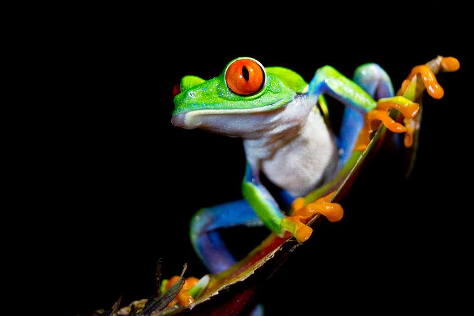 Costa Rica & Panama Discovery - Intrepid Travel - Costa Rica - Image 18