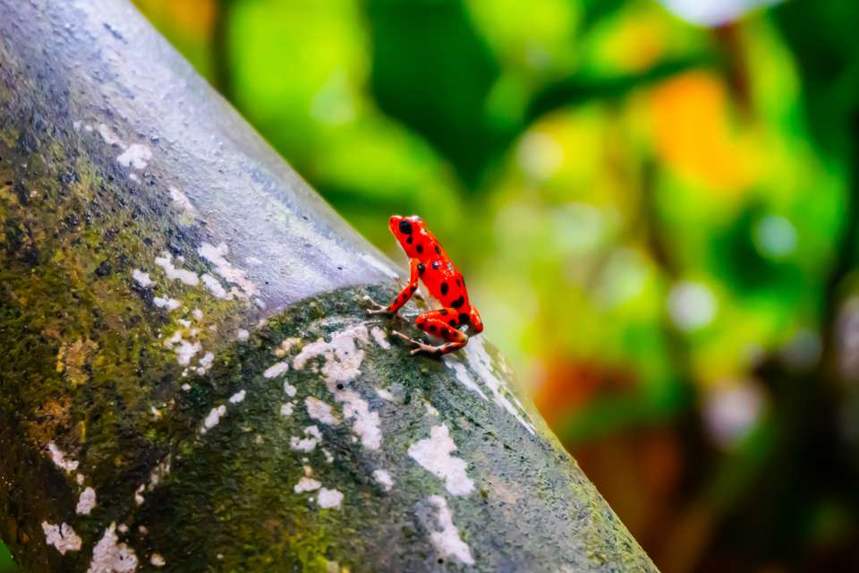 Costa Rica & Panama Discovery - Intrepid Travel - Costa Rica - Image 12