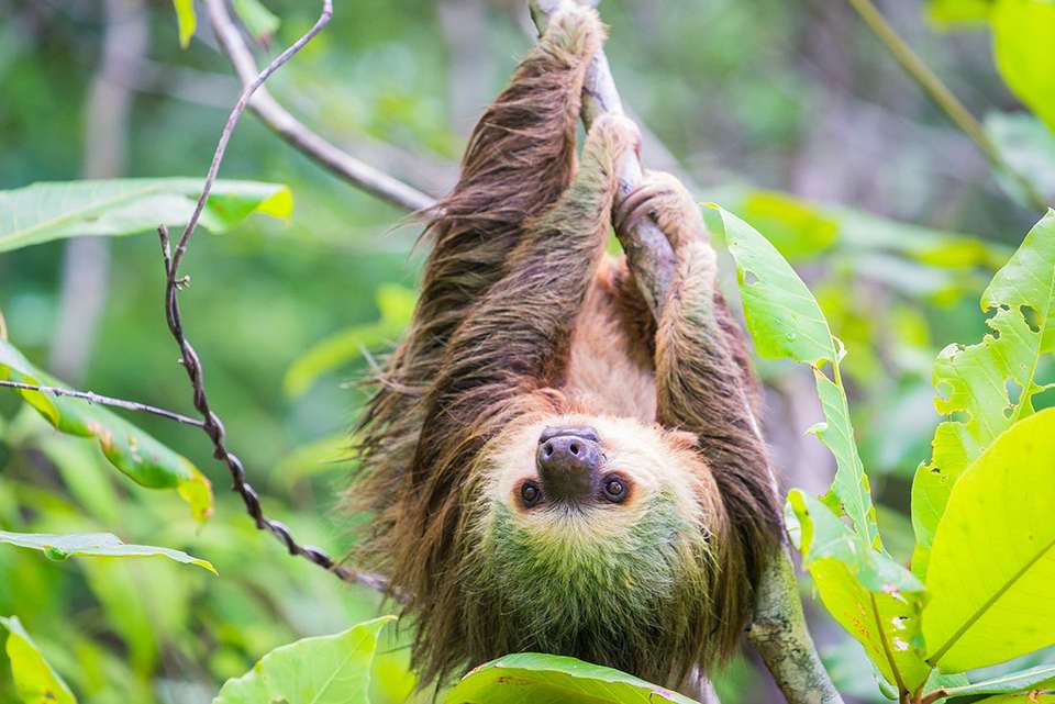 Costa Rica & Panama Discovery - Intrepid Travel - Costa Rica - Image 9