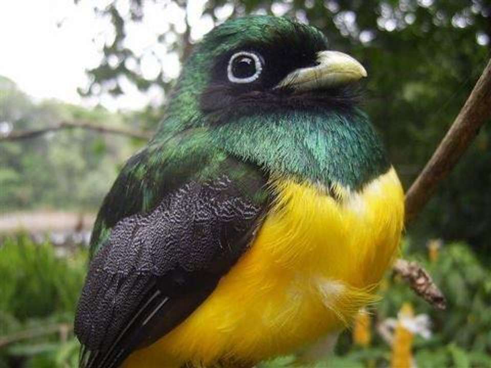 Costa Rica Birdwatching (on Request) - Destination Services - Costa Rica - Image 3