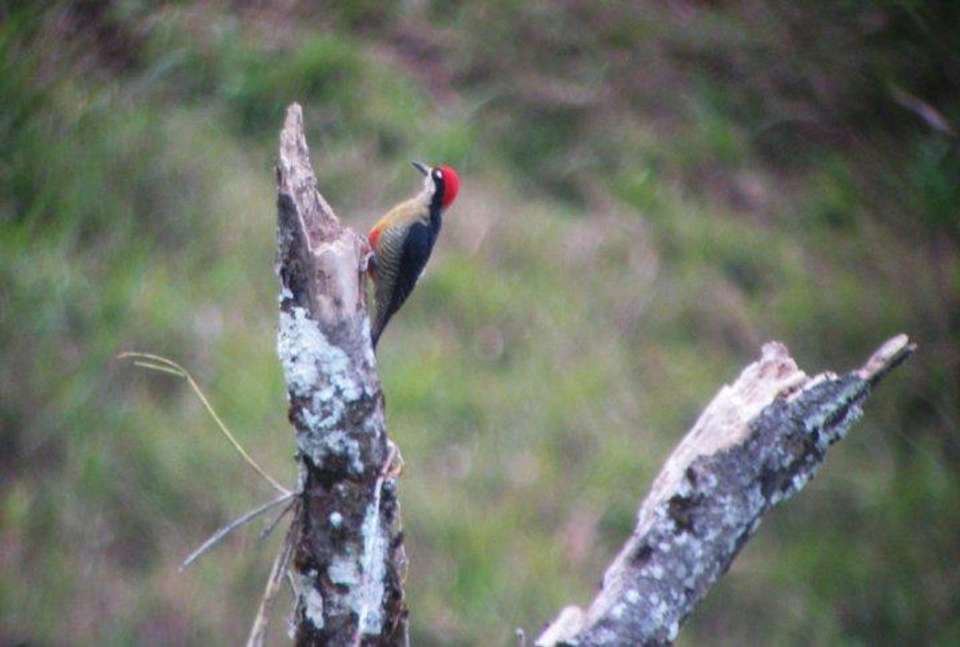 Costa Rica Birdwatching (on Request) - Destination Services - Costa Rica - Image 5