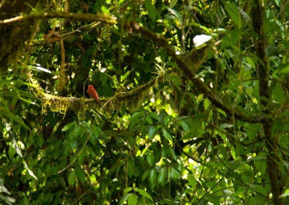 Costa Rica Birdwatching (on Request) - Destination Services - Costa Rica - Image 8
