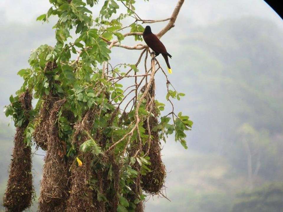Costa Rica Birdwatching (on Request) - Destination Services - Costa Rica - Image 9