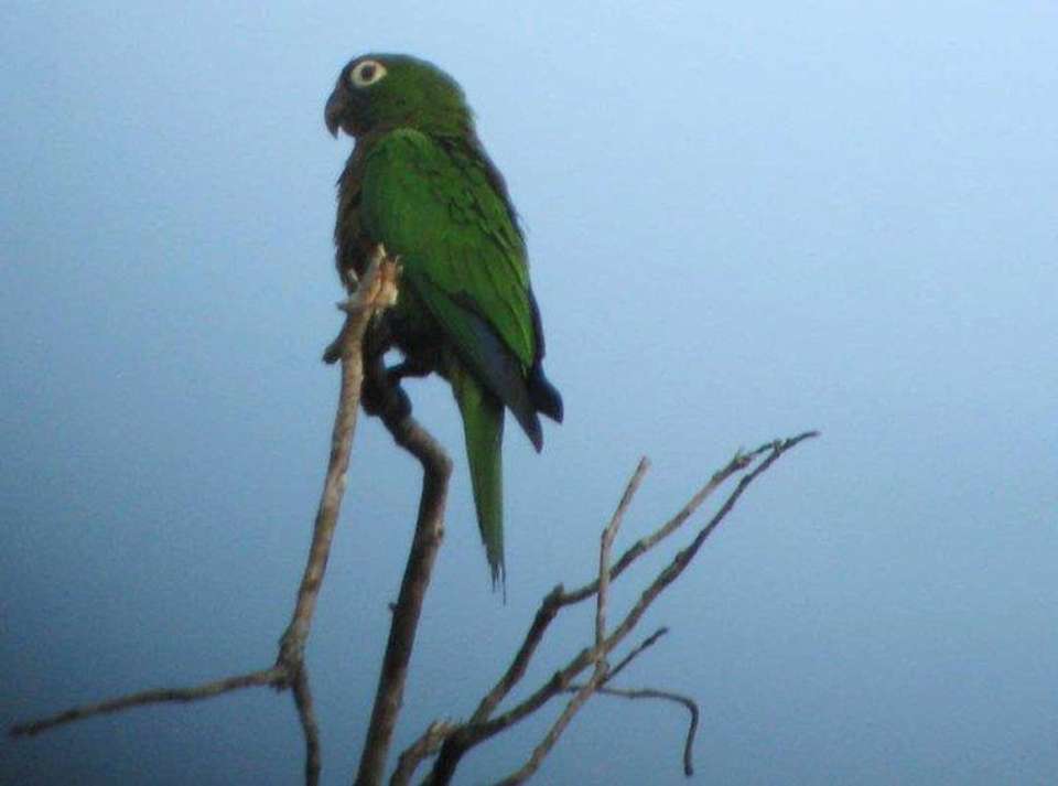 Costa Rica Birdwatching (on Request) - Destination Services - Costa Rica - Image 10