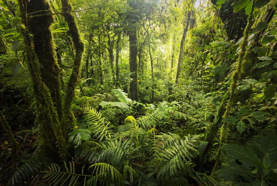 Costa Rica Coast to Coast - 10 Days - On The Go Tours - Costa Rica - Image 3