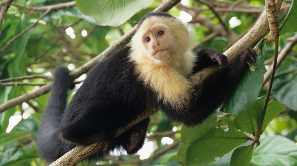 Costa Rica Eco Adventure - Greenway Nature Tours - Costa Rica - Image 12