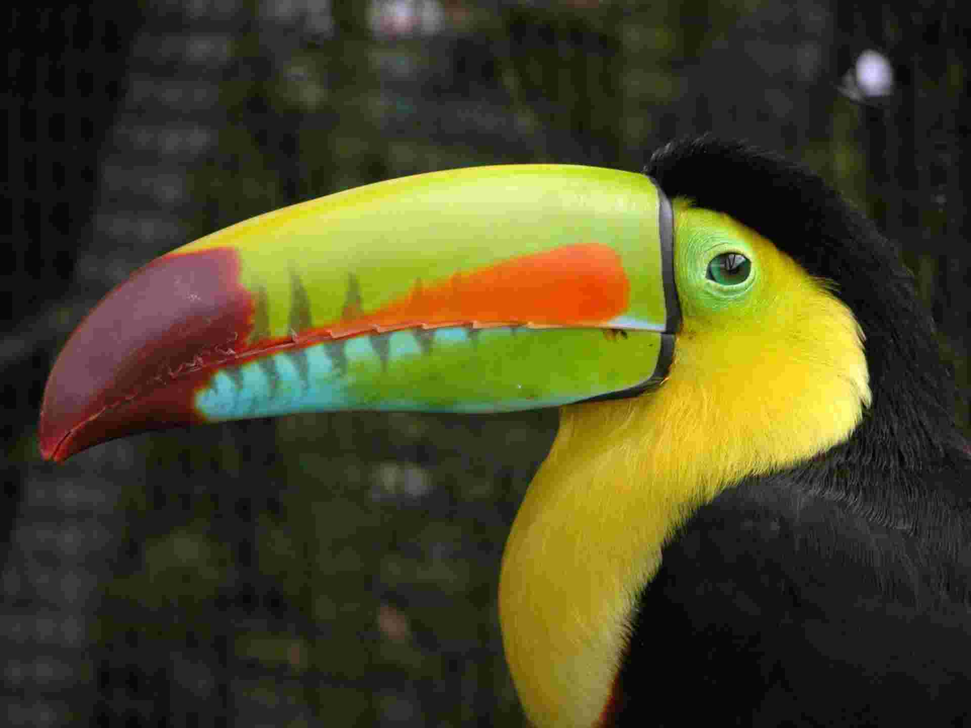 Costa Rica Encompassed - 14 days
