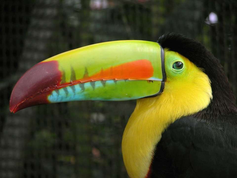Costa Rica Encompassed - 14 days - undefined - Image 4