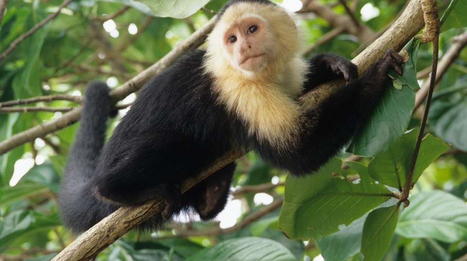 La Fortuna and Arenal Volcano Expedition - Greenway Nature Tours - Costa Rica - Image 4
