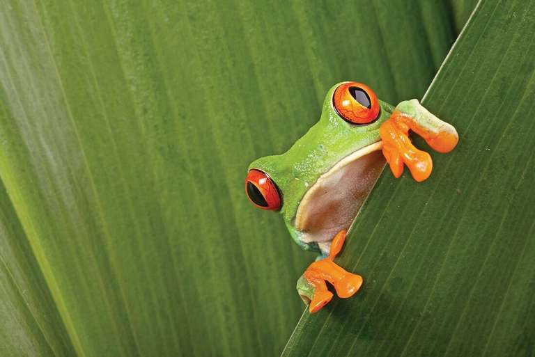 Costa Rica Experience - Spring tours
